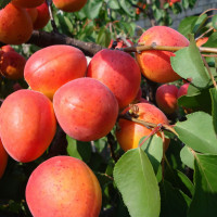 Саженцы Абрикос Краснощекий
