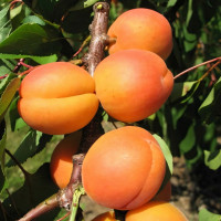 Саженцы Абрикос Фаворит