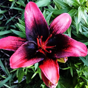  Лилия азиатская Tinу Shadow (Тайни Шэдоу)