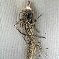 Саженцы Хоста High Sosiety (Хай Сосаити) М