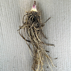 Саженцы Хоста Behemoth (Бегемот) XL