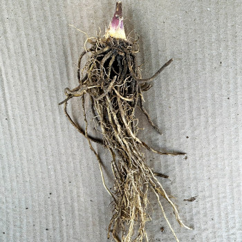 Саженцы Хоста Behemoth (Бегемот) XL