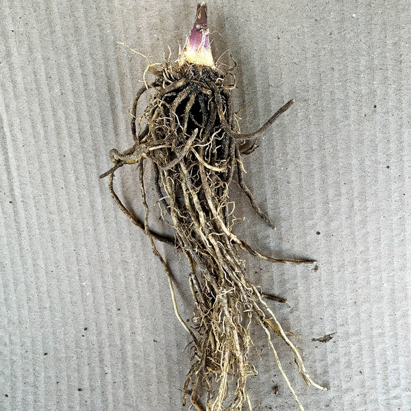 Саженцы Хоста Snow Mouse (Сноу Маус) S