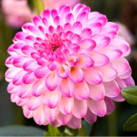 Саженцы Георгина помпонная Pink Isa (Пинк Иса)