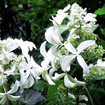 Гортензия метельчатая Great Star (Грейт Стар)