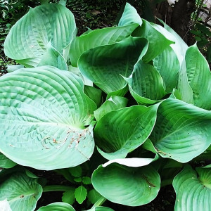 Саженцы Хоста Domaine de Curson (Домэйн дэ Курсон) XL