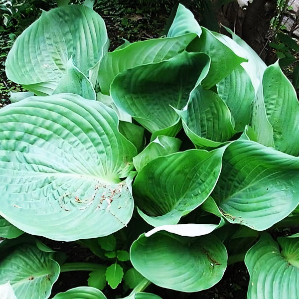 Саженцы Хоста Domaine de Curson (Домэйн дэ Курсон) XL