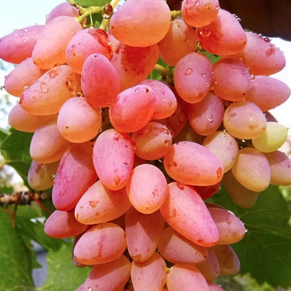 Саженцы Виноград кишмиш Мечта