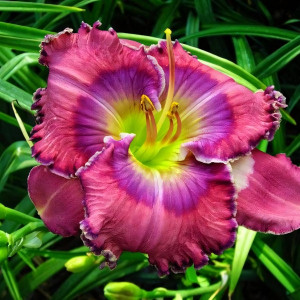 Саженцы Лилейник Lavender Blue Baby (Лавендер Блу Бэби)