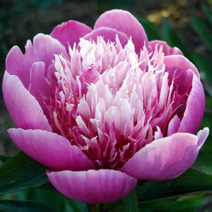 Саженцы Пион Belleville (Беллевилле)