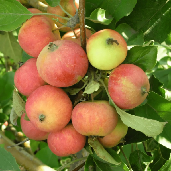 Саженцы Яблоня Аленушка