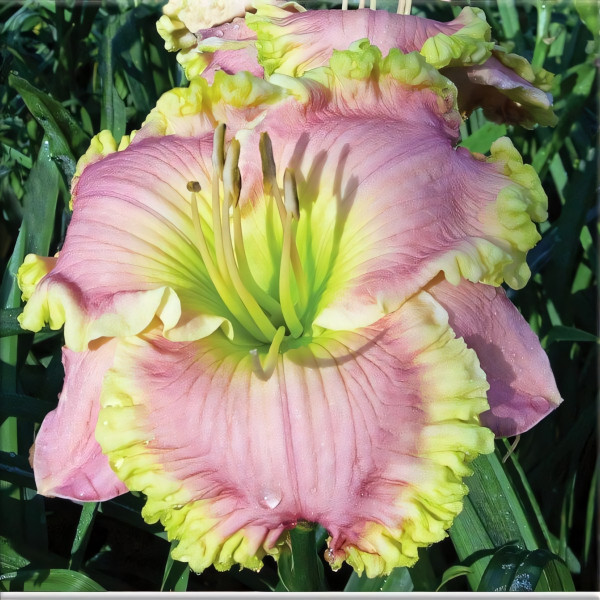 Саженцы Лилейник Luck Be A Lady (Лак би э Леди)