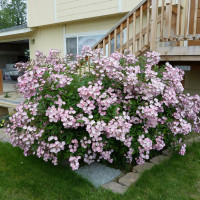 Саженцы Роза флорибунда Балерина