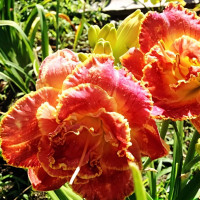 Саженцы Лилейник Susan Pritchard Petit (Сьюзан Притчард Пети)