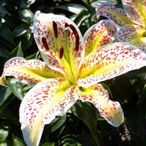 Лилия восточная Tigermoon (Тайгермун)