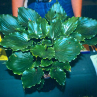 Саженцы Хоста Candy Dish (Кэнди Диш) М