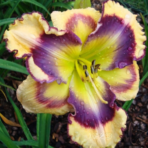 Саженцы Лилейник Kiss of Paradise (Кис оф Парадайз)