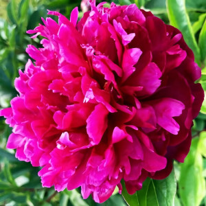 Саженцы Пион Red Sarah Bernhardt (Ред Сара Бернард)