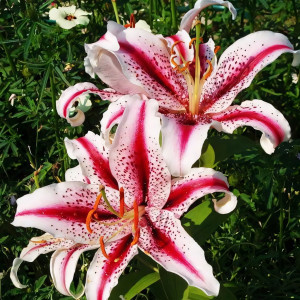  Лилия восточная Dizzy (Диззи)