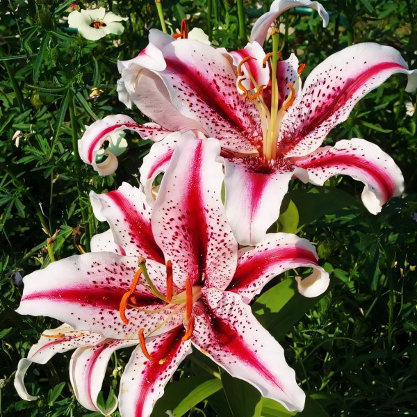 Луковицы  Лилия восточная Dizzy (Диззи) (3шт.)