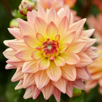 Саженцы Георгина мелоди Dora