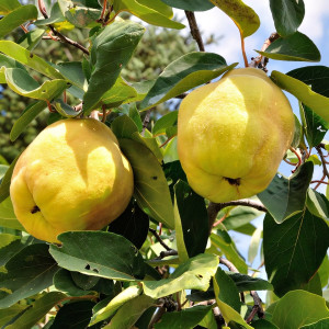 Саженцы Айва Мечта Императора Грушевидная