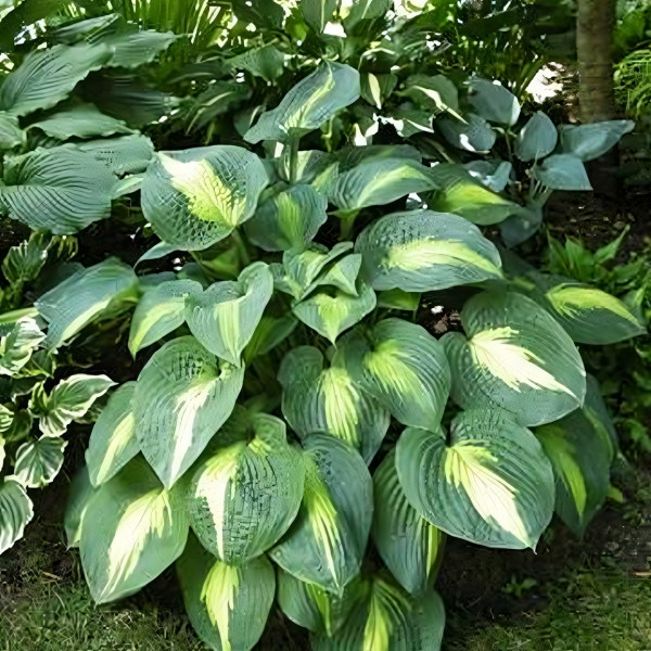 Саженцы Хоста Lakeside Shore Master (Лэйксайд Шо Мастер) L