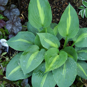 Саженцы Хоста Lakeside Beach Captain (Лэйксайд Бич Кэптан) М