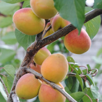 Саженцы Абрикос Россиянин
