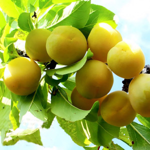 Саженцы Алыча Злато Скифов