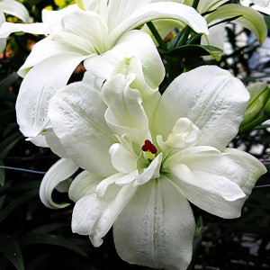  Лилия азиатская Annemarie's Dream (Аннамари Дрим)