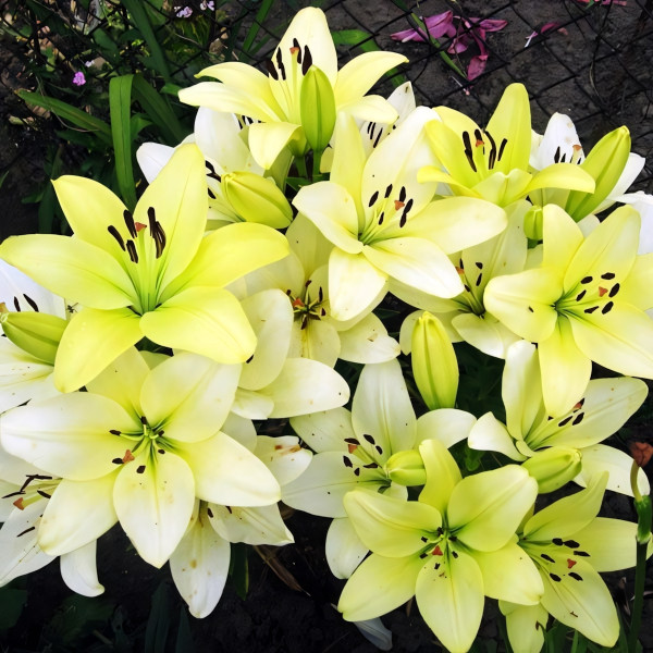 Луковицы  Лилия ЛА гибрид Gerrit Zalm (Геррит Залм) (3шт.)