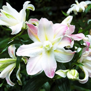  Лилия махровая восточная Soft Music (Софт Мьюзик)