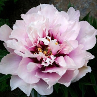 Саженцы Пион Cora Louise (Кора Льюиз)