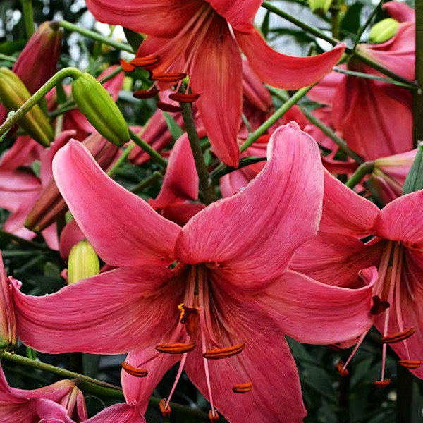 Луковицы  Лилия тигровая Pink Flight (Пинк Флайт) (3шт.)