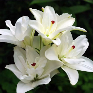  Лилия азиатская Annemarie's Dream (Аннамари Дрим)