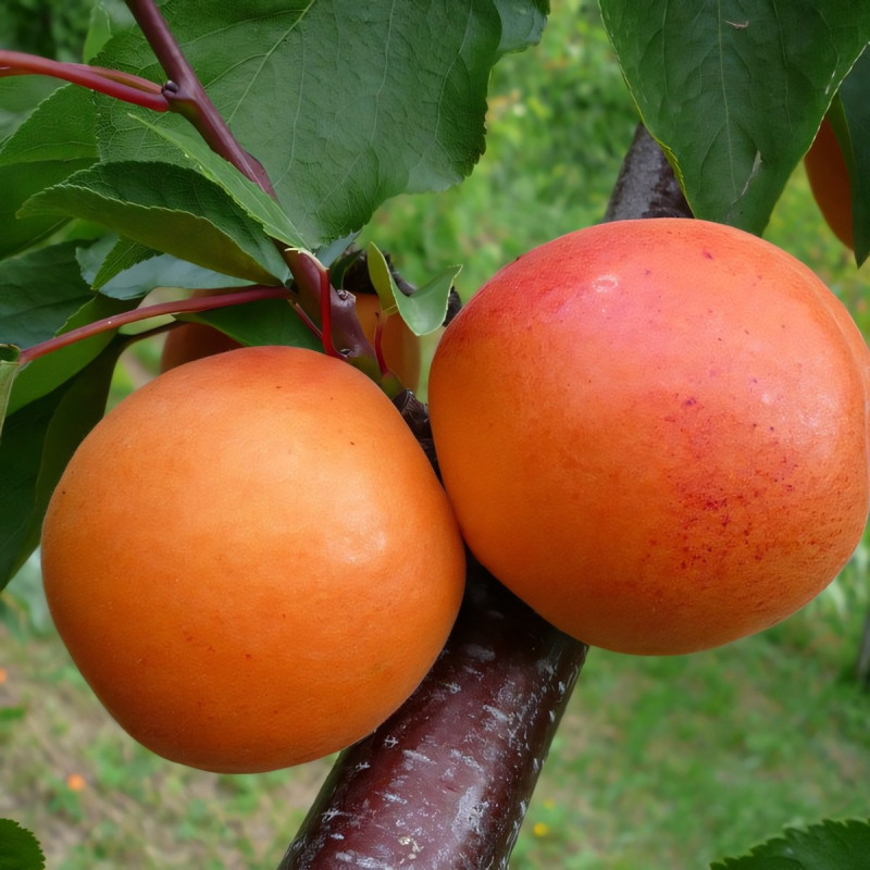 Саженцы Абрикос Сын Краснощекого