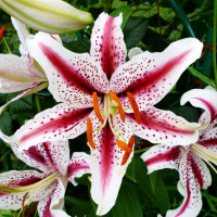 Луковицы  Лилия восточная Dizzy (Диззи) (3шт.)