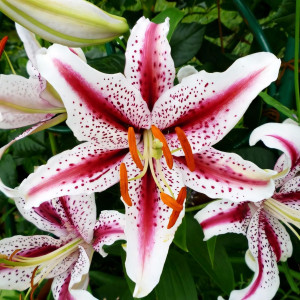  Лилия восточная Dizzy (Диззи)