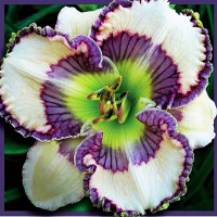 Саженцы Лилейник Soul Catcher (Соул Катчэр)