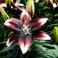 Луковицы  Лилия азиатская Panda Joy (Панда Джой) (3шт.)