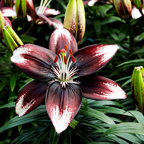 Луковицы  Лилия азиатская Panda Joy (Панда Джой) (3шт.)