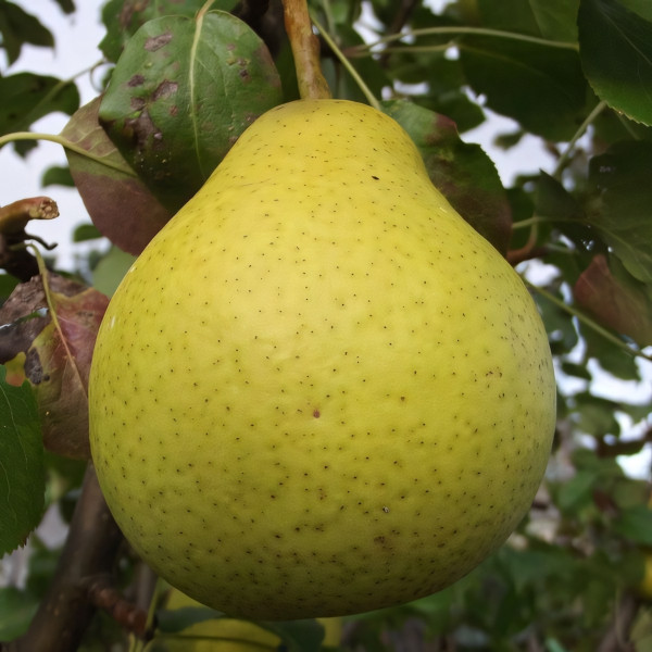 Саженцы Груша Августовская Роса