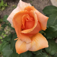 Саженцы Роза чайно-гибридная Капучино