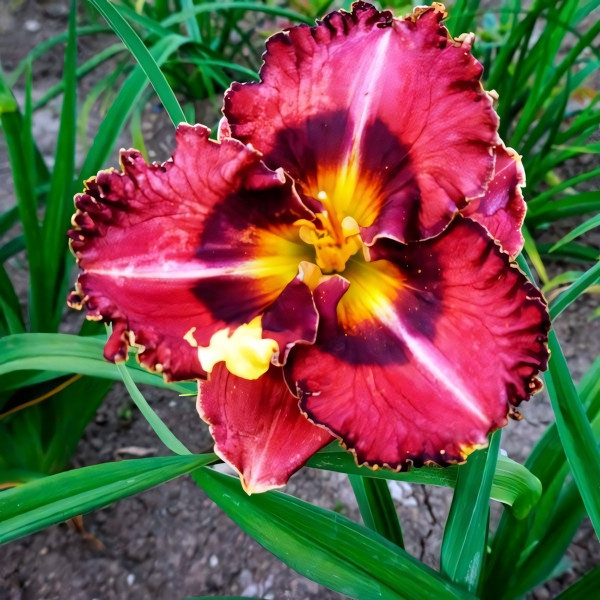 Саженцы Лилейник Vienna Waltz (Виенна Волтз)