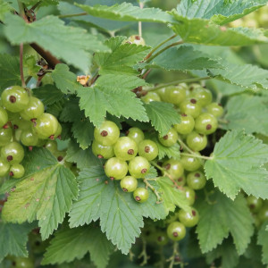 Саженцы Смородина белая Изумрудное ожерелье