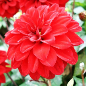 Саженцы Георгина гэллери Singer (Зингер)