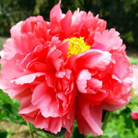 Саженцы Пион Очаровательная Весна