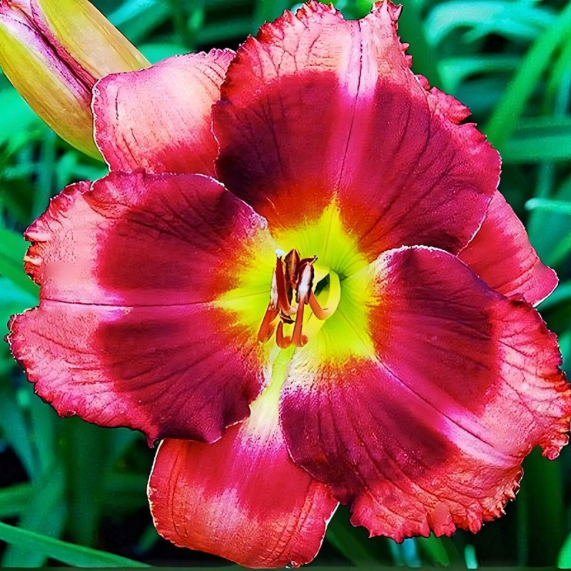 Саженцы Лилейник Strawberry Christmas (Строберри Кристмас)