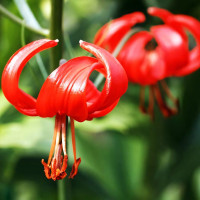 Луковицы  Лилия Pumilum (Пумилум) (3шт.)